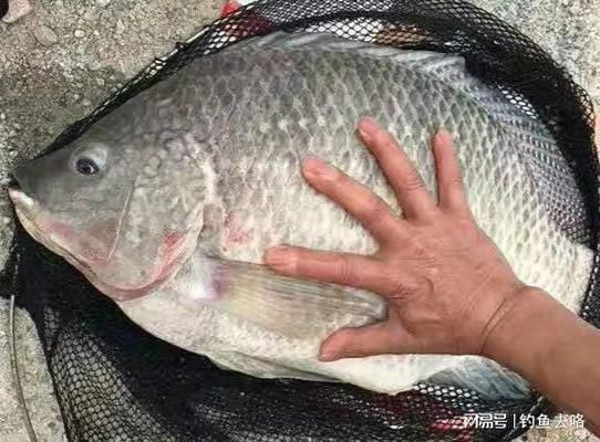 自制白子關(guān)刀魚飼料配方：白子關(guān)刀魚飼料成本控制技巧白子關(guān)刀魚飼料成本控制技巧 白子關(guān)刀魚 第1張