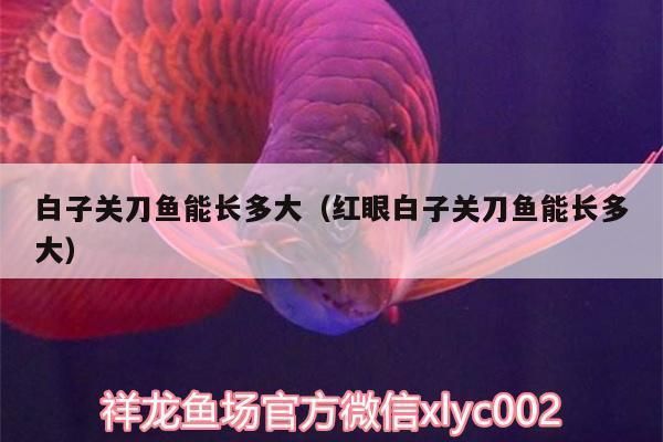 白子關(guān)刀魚幼魚成長記錄：白子關(guān)刀魚幼魚成長記錄摘要：白子關(guān)刀魚幼魚成長期行為變化 白子關(guān)刀魚 第1張