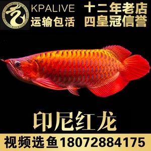 龍魚苗怎么選：如何挑選龍魚苗 龍魚百科 第3張