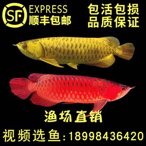 龍魚苗怎么選：如何挑選龍魚苗 龍魚百科 第4張