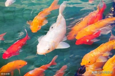 不同魚(yú)種適宜的魚(yú)缸尺寸：不同魚(yú)種適合的魚(yú)缸尺寸 魚(yú)缸百科 第4張