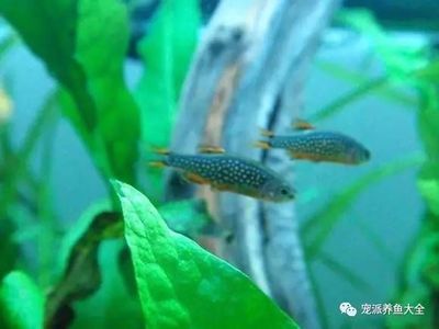 燈魚(yú)混養(yǎng)對(duì)水質(zhì)的具體要求：燈魚(yú)混養(yǎng)對(duì)于水質(zhì)的要求 水族燈（魚(yú)缸燈） 第2張