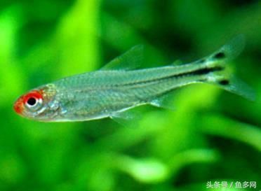 燈魚(yú)混養(yǎng)對(duì)水質(zhì)的具體要求：燈魚(yú)混養(yǎng)對(duì)于水質(zhì)的要求 水族燈（魚(yú)缸燈） 第3張