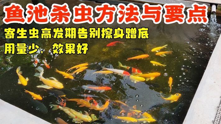 銀板魚苗飼料防蟲技巧：銀板魚的飼養(yǎng)技術(shù)