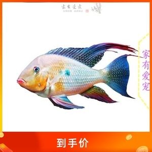 如何鑒別白子關(guān)刀魚苗健康：如何鑒別白子關(guān)刀魚苗的健康狀態(tài) 白子關(guān)刀魚 第6張