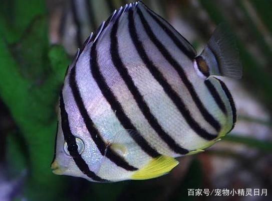 關(guān)刀魚(yú)苗生長(zhǎng)環(huán)境優(yōu)化方法：關(guān)刀魚(yú)苗在自然和人工環(huán)境中的最優(yōu)生長(zhǎng)環(huán)境 白子關(guān)刀魚(yú) 第4張