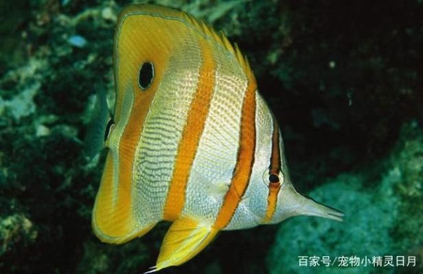 關(guān)刀魚(yú)苗生長(zhǎng)環(huán)境優(yōu)化方法：關(guān)刀魚(yú)苗在自然和人工環(huán)境中的最優(yōu)生長(zhǎng)環(huán)境 白子關(guān)刀魚(yú) 第5張