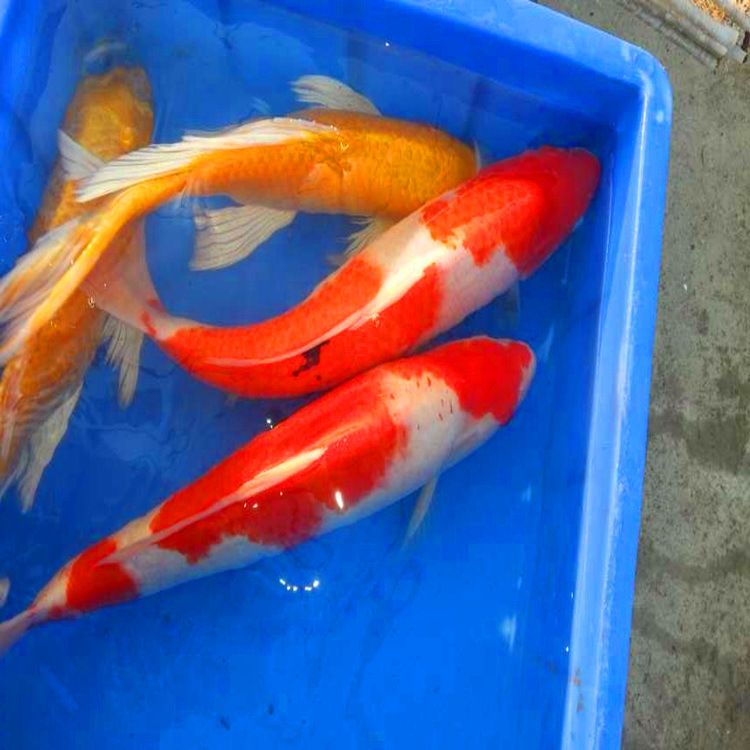 金龍魚養(yǎng)死了是不是對(duì)運(yùn)氣有不好的影響：金龍魚養(yǎng)殖失敗對(duì)個(gè)人運(yùn)氣的影響 水族問答 第1張