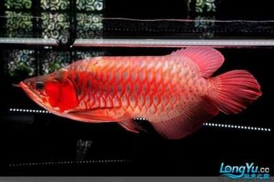 大紅龍魚為什么這么貴：大紅龍魚為什么價格昂貴？