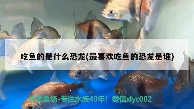 申古銀版魚食性特點(diǎn)：申古銀版魚的食性特點(diǎn) 細(xì)線銀板魚苗 第3張