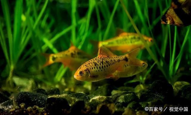 水族箱照明燈散熱材料比較：水族箱照明燈散熱材料對比分析 水族燈（魚缸燈） 第3張