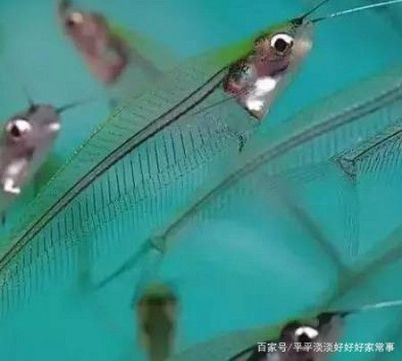 三間鼠魚與燈魚混養(yǎng)效果：三間鼠魚與燈魚的混養(yǎng)效果良好， 水族燈（魚缸燈） 第1張