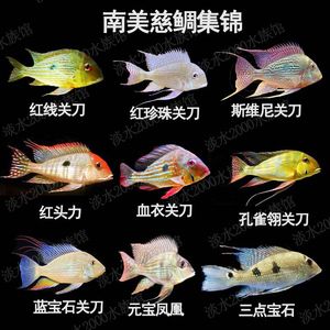 紅眼白子關(guān)刀魚(yú)苗生長(zhǎng)周期：紅眼白子關(guān)刀魚(yú)苗的具體生長(zhǎng)周期 白子關(guān)刀魚(yú) 第5張