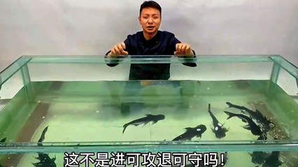 金龍魚養(yǎng)植：金龍魚養(yǎng)植的基本方法和技巧 水族問答 第1張