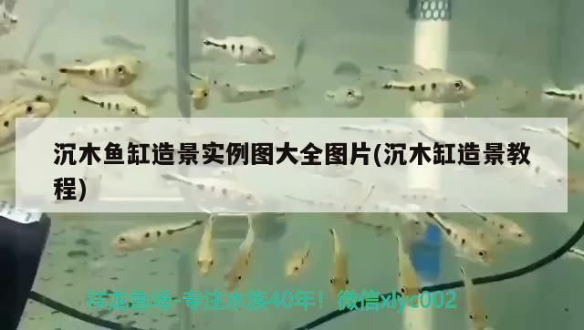 關(guān)刀魚繁殖缸布置技巧：關(guān)刀魚繁殖缸布置技巧包括選擇合適的容器、準(zhǔn)備水質(zhì)和底砂、底砂 白子關(guān)刀魚 第5張