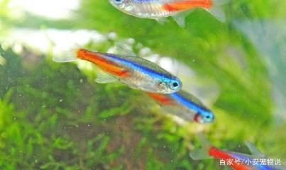 如何挑選適合的燈魚飼料：如何選擇適合的燈魚飼料 水族燈（魚缸燈） 第1張