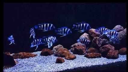 如何挑選適合的燈魚飼料：如何選擇適合的燈魚飼料 水族燈（魚缸燈） 第4張