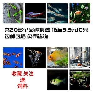 如何挑選適合的燈魚飼料：如何選擇適合的燈魚飼料 水族燈（魚缸燈） 第5張