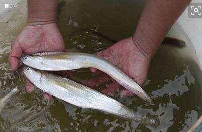 白子關(guān)刀魚幼魚最佳養(yǎng)殖環(huán)境：白子關(guān)刀魚幼魚養(yǎng)殖技巧白子關(guān)刀魚幼魚養(yǎng)殖技巧 白子關(guān)刀魚 第1張