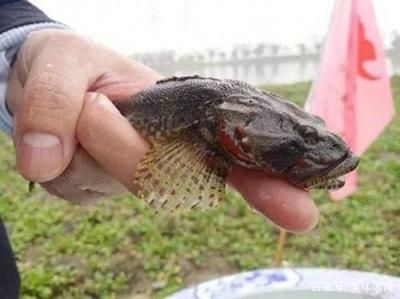 白子關(guān)刀魚幼魚最佳養(yǎng)殖環(huán)境：白子關(guān)刀魚幼魚養(yǎng)殖技巧白子關(guān)刀魚幼魚養(yǎng)殖技巧 白子關(guān)刀魚 第3張