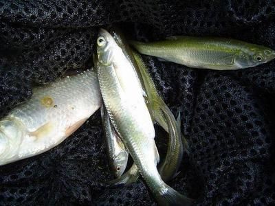 白子關(guān)刀魚幼魚最佳養(yǎng)殖環(huán)境：白子關(guān)刀魚幼魚養(yǎng)殖技巧白子關(guān)刀魚幼魚養(yǎng)殖技巧 白子關(guān)刀魚 第5張