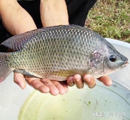 如何自制白子關(guān)刀魚飼料：白子關(guān)刀魚飼料成本分析白子關(guān)刀魚飼料添加劑選擇 白子關(guān)刀魚 第3張