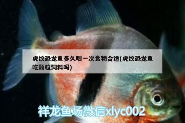 金龍魚養(yǎng)殖基地設(shè)備有哪些：關(guān)于金龍魚養(yǎng)殖基地的問題 水族問答 第2張