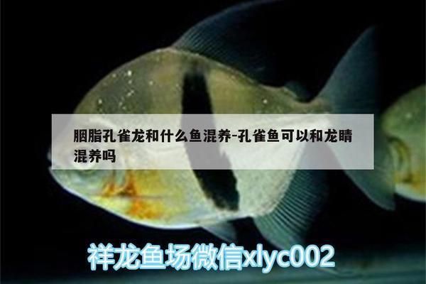 混養(yǎng)胭脂孔雀龍魚的水質(zhì)管理：混養(yǎng)胭脂孔雀龍魚的水質(zhì)管理是確保它們健康成長(zhǎng)的關(guān)鍵 龍魚百科 第4張