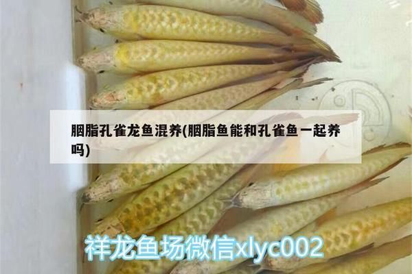 混養(yǎng)胭脂孔雀龍魚的水質(zhì)管理：混養(yǎng)胭脂孔雀龍魚的水質(zhì)管理是確保它們健康成長(zhǎng)的關(guān)鍵 龍魚百科 第5張