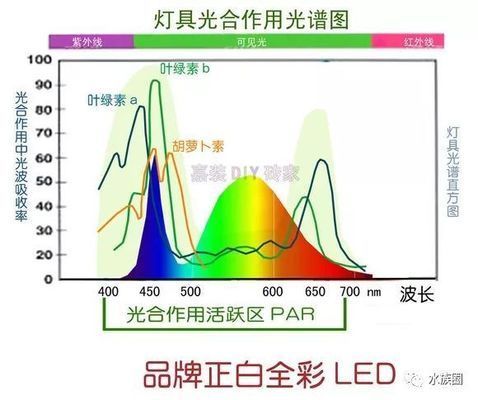 如何根據(jù)水草類型選全光譜LED燈：不同類型的水草選擇全光譜led燈的選擇指南 水族燈（魚(yú)缸燈） 第5張