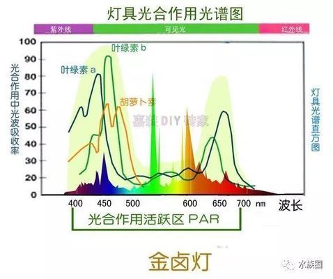 如何根據(jù)水草類型選全光譜LED燈：不同類型的水草選擇全光譜led燈的選擇指南 水族燈（魚(yú)缸燈） 第3張