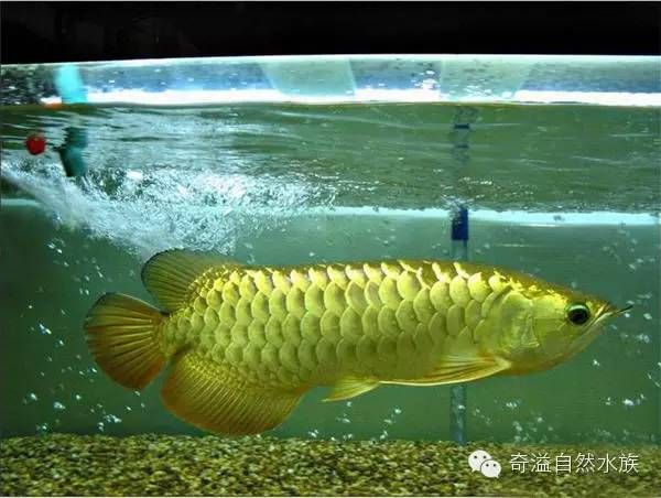 龍魚為什么不能在中國繁殖：龍魚在中國繁殖時面臨諸多挑戰(zhàn)，龍魚性別鑒別方法有哪些 龍魚百科 第4張