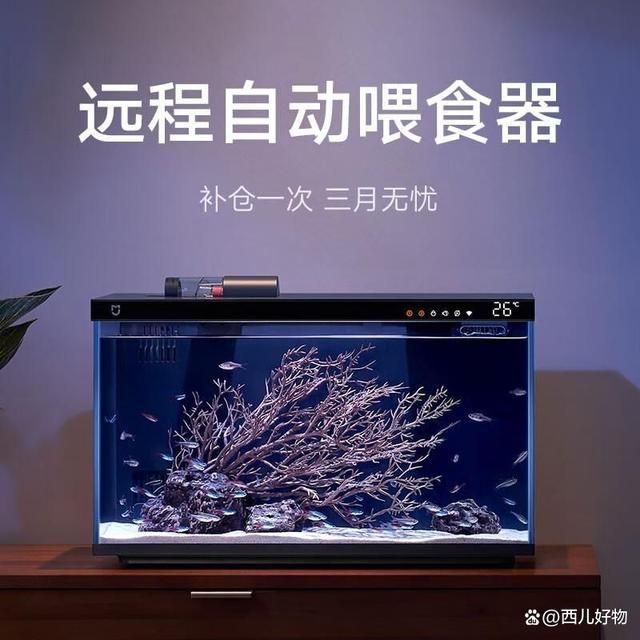 出差魚缸怎么解決：出差前魚缸準(zhǔn)備詳細步驟,自然維護魚缸生態(tài)的方法 魚缸百科 第1張