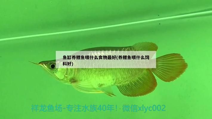 白子關(guān)刀魚飼料選擇指南：白子關(guān)刀魚飼料品牌推薦白子關(guān)刀魚飼料方法 白子關(guān)刀魚 第1張