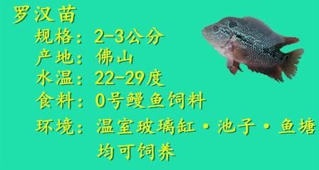 金龍魚咬其他魚怎么辦：金龍魚咬了其他魚怎么辦？ 水族問答 第2張