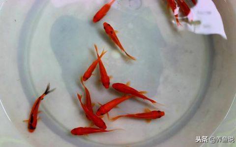 魚缸飼養(yǎng)密度最佳實(shí)踐：如何根據(jù)不同種類的魚來確定最佳飼養(yǎng)密度 魚缸百科 第2張