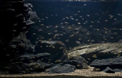 金龍魚要吃什么飼料才能長大：金龍魚的養(yǎng)殖與護(hù)理是一個涉及多方面復(fù)雜過程的復(fù)雜過程 水族問答 第2張