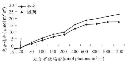 銀板魚混養(yǎng)缸光照強度控制：銀板魚混養(yǎng)缸的光照強度控制 細(xì)線銀板魚苗 第1張