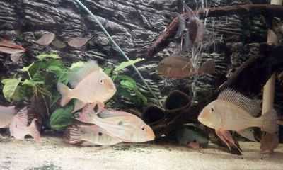 紅珍珠關(guān)刀魚飼料保存方法：紅珍珠關(guān)刀魚的飼料保存方法 白子關(guān)刀魚 第2張