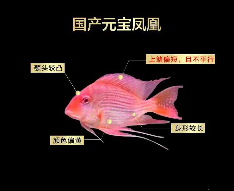 紅珍珠關(guān)刀魚飼料保存方法：紅珍珠關(guān)刀魚的飼料保存方法 白子關(guān)刀魚 第3張