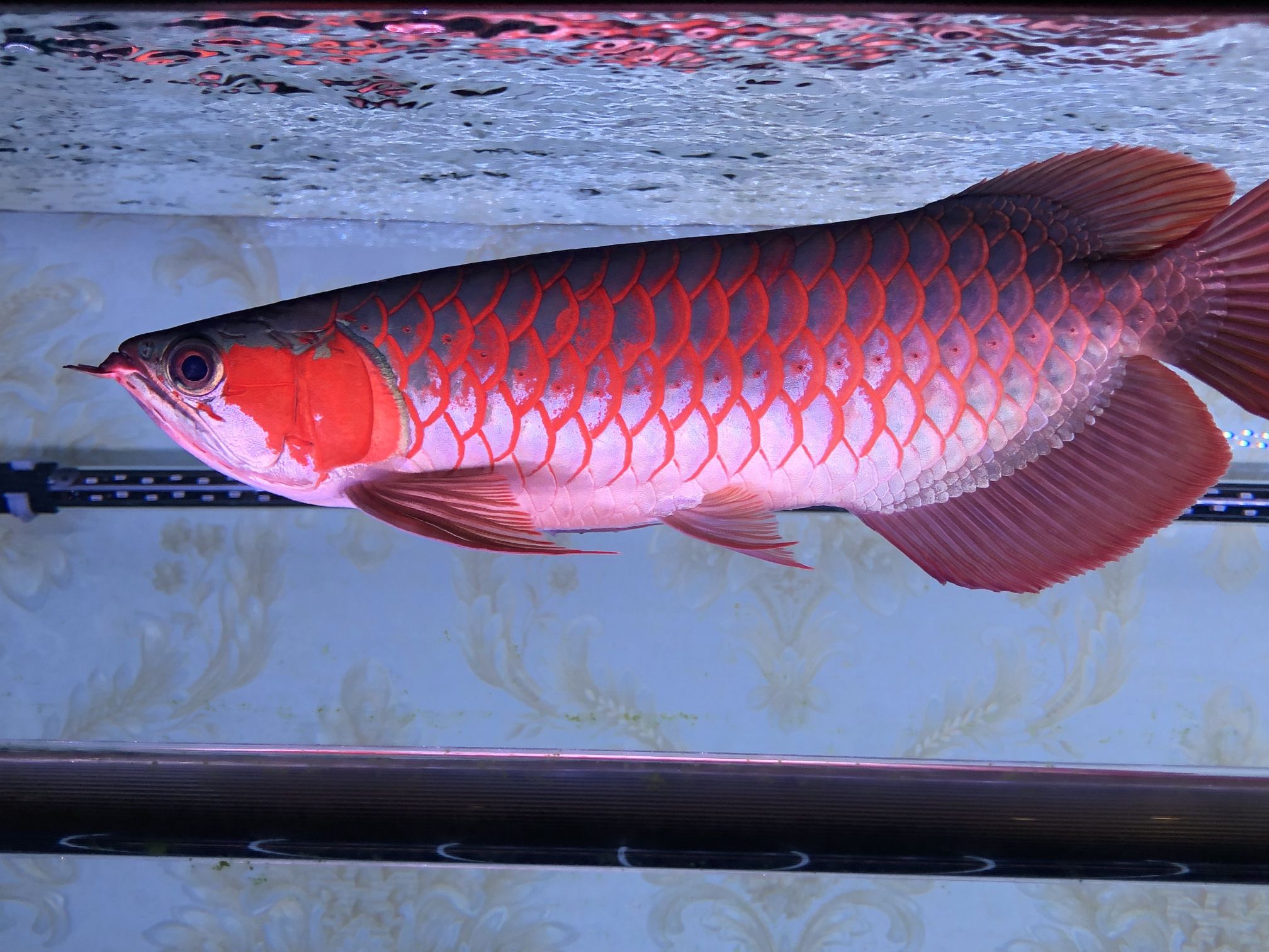 紅龍魚幾年能紅：關(guān)于紅龍魚變紅時(shí)間的詳細(xì)信息 紅龍魚百科 第5張