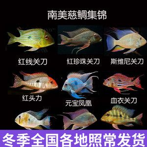 如何判斷白子關(guān)刀魚健康：如何判斷白子關(guān)刀魚健康，在養(yǎng)殖白子關(guān)刀魚的過程中 白子關(guān)刀魚 第4張