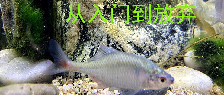 魚缸ink：關(guān)于魚缸ink的詳情介紹 魚缸百科 第3張