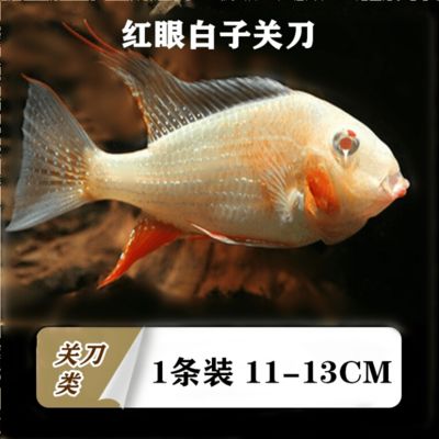 紅眼白子關(guān)刀魚苗飼料選擇指南：紅眼白子關(guān)刀魚苗飼料自制方法 白子關(guān)刀魚 第2張