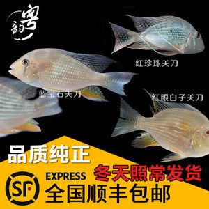 紅眼白子關(guān)刀魚苗飼料選擇指南：紅眼白子關(guān)刀魚苗飼料自制方法 白子關(guān)刀魚 第3張