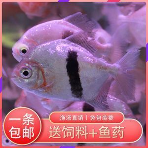 銀板魚觀賞價(jià)值評(píng)估方法：銀板魚的觀賞價(jià)值評(píng)估方法 細(xì)線銀板魚苗 第2張