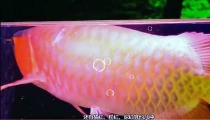 紅龍魚200萬：紅龍魚200萬元的價值及其背后的含義 紅龍魚百科 第1張