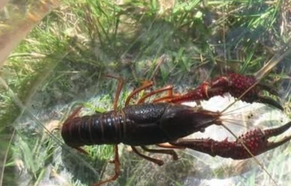 幼魚喂食頻率與生長關(guān)系：幼魚喂食頻率與生長之間的關(guān)系 龍魚百科 第5張