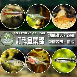 避免混養(yǎng)燈科魚類的原因是什么：不同種類的魚可能具有不同的食性和食物偏好的食物偏好 水族燈（魚缸燈） 第4張