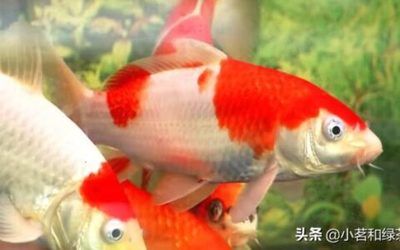 金龍魚一般吃什么食物長得快：如何判斷金龍魚是否需要增加飼料量來促進生長？ 水族問答 第2張